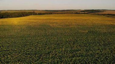 Sisli gün Ayçiçeği tarlası. Pus çiçek açan ayçiçeği çayır. Yaz manzara. Tarım ve çiftlik arka plan. Kırsal kavramı