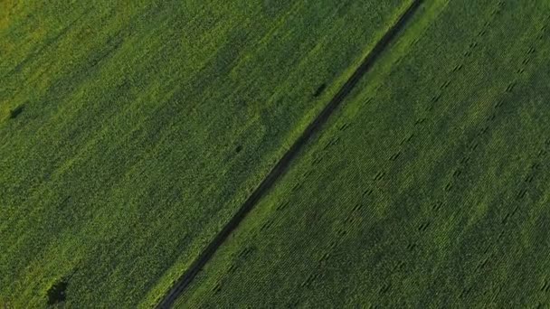 Vista aérea de la carretera en los campos. Vista aérea de la carretera en los campos verdes . — Vídeo de stock