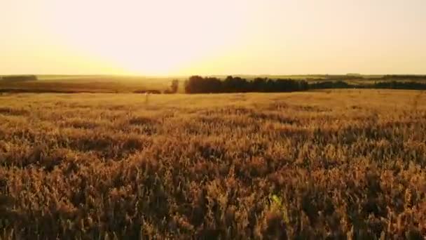 Champ de photographie aérienne au coucher du soleil, champ de blé, champs verts, champ de tournesols et de maïs. Agriculture .