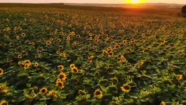 Gebied van zonnebloemen op een mistige dag. Bloeiende zonnebloemen weiland in waas. Zomer landschap. Landbouw en boerderij achtergrond. Platteland concept — Stockvideo