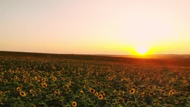 Fotografía aérea con un dron en el campo con girasoles al atardecer — Vídeos de Stock