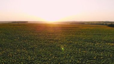 Gün batımında ayçiçeği ile sahada bir drone ile hava fotoğrafçılığı