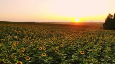 Gün batımında ayçiçeği alanının hava fotoğrafçılığı. Bir kuş bakışı görünüme yeşil ayçiçeği alanıyla
