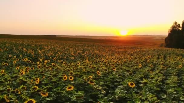 Luftaufnahme eines Sonnenblumenfeldes bei Sonnenuntergang. grüne Sonnenblumenwiese mit Vogelperspektive — Stockvideo