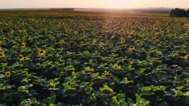 Mavi bulutsuz gökyüzü ile çiçeklenen sarı ayçiçeği tarlasının üzerinde uçan hava. Mavi gökyüzünün altında beyaz kabarık bulutlu ayçiçeği tarlası. Ekolojik konsept için harika dron fotoğrafı.