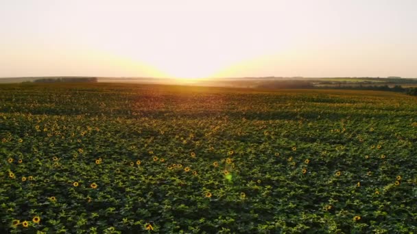 Fält av solrosor på dimmig dag. Blommande solrosor äng i diset. Sommarlandskap. Jordbruk och gården bakgrund. Landsbygden koncept — Stockvideo