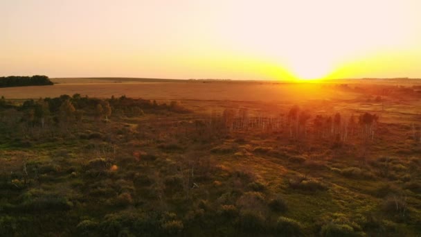 Flygfotografering fältet vid solnedgången, vetefält, gröna fält, fält av solrosor och majs. Jordbruk. — Stockvideo