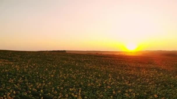Luftaufnahme eines Sonnenblumenfeldes bei Sonnenuntergang. grüne Sonnenblumenwiese mit Vogelperspektive — Stockvideo