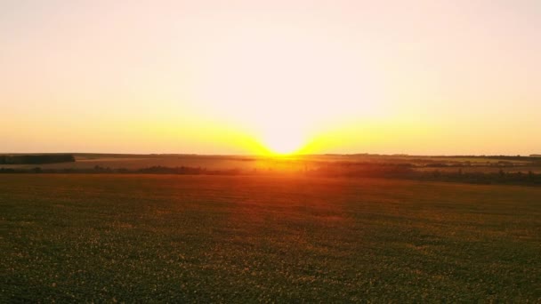Gün batımında ayçiçeği alanının hava fotoğrafçılığı. Bir kuş bakışı görünüme yeşil ayçiçeği alanıyla — Stok video