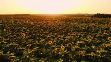 Mavi bulutsuz gökyüzü ile çiçeklenen sarı ayçiçeği tarlasının üzerinde uçan hava. Mavi gökyüzünün altında beyaz kabarık bulutlu ayçiçeği tarlası. Ekolojik konsept için harika dron fotoğrafı.