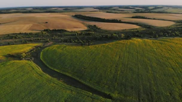 Aerial photography field at sunset, wheat field, green fields, field of sunflowers and corn. Agriculture. — Stock Video