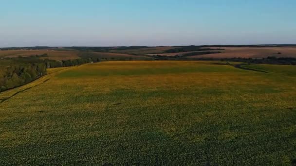 Luchtfoto van de weg op de velden. Luchtfoto van de weg op de groene velden. — Stockvideo