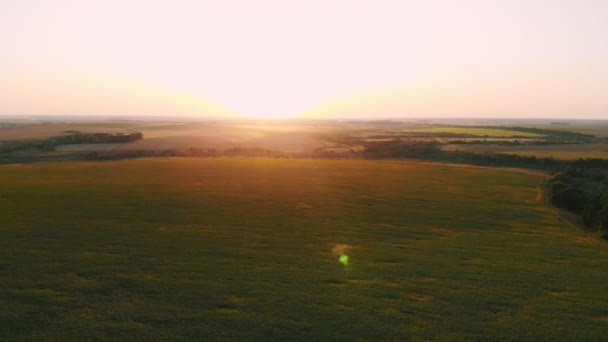 Um voo sobre um campo verde sem fim. Aviação . — Vídeo de Stock