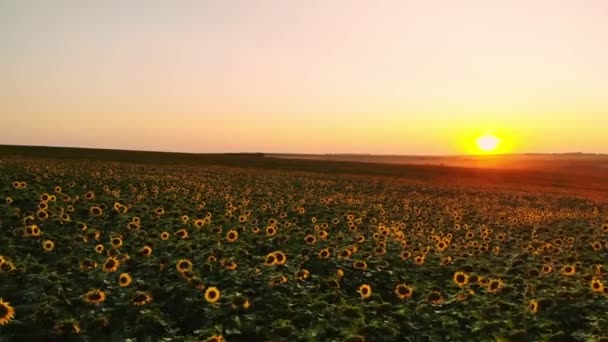 Campo de girasoles el día de niebla. Floreciente pradera de girasoles en neblina. Paisaje de verano. Agricultura y antecedentes agrícolas. Concepto de campo — Vídeos de Stock