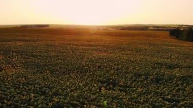 Mavi bulutsuz gökyüzü ile çiçeklenen sarı ayçiçeği tarlasının üzerinde uçan hava. Mavi gökyüzünün altında beyaz kabarık bulutlu ayçiçeği tarlası. Ekolojik konsept için harika dron fotoğrafı.