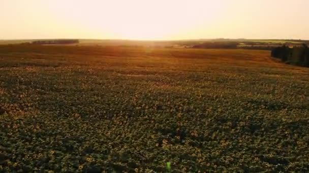 Mavi bulutsuz gökyüzü ile çiçeklenen sarı ayçiçeği tarlasının üzerinde uçan hava. Mavi gökyüzünün altında beyaz kabarık bulutlu ayçiçeği tarlası. Ekolojik konsept için harika dron fotoğrafı. — Stok video