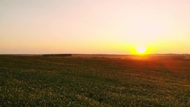 Fotografia aérea de um campo de girassol ao pôr do sol. Campo de girassol verde com vista para os olhos dos pássaros — Vídeo de Stock