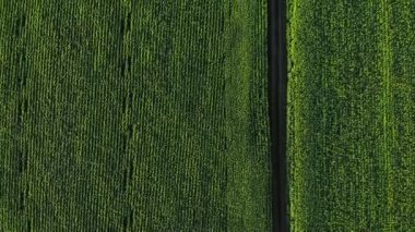 Havadan geniş yeşil alan görünümü - Tarım alanı hava fotoğrafı - Yeşil manzaradrone.