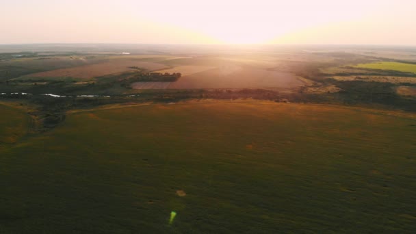 Campo di girasoli in giorno nebbioso. Fioritura prato di girasoli nella foschia. Paesaggio estivo. Agricoltura e ambiente agricolo. Concetto di campagna — Video Stock