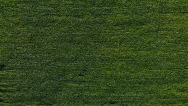 Вид с воздуха на дорогу в полях. Вид с воздуха на дорогу в зеленых полях . — стоковое видео