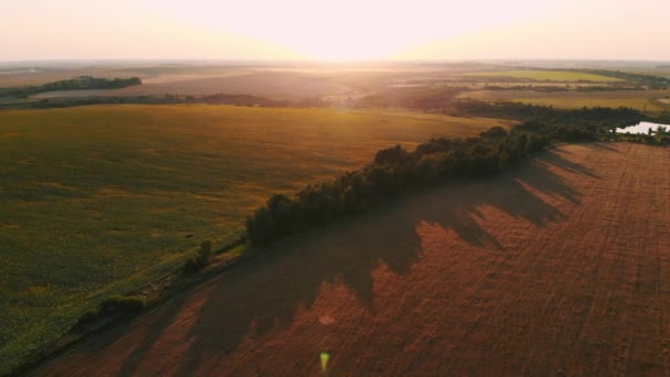 Aerial photography field at sunset, wheat field, green fields, field of sunflowers and corn. Agriculture. — Stock Video
