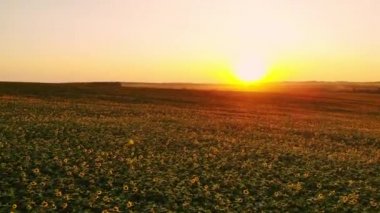 Mavi bulutsuz gökyüzü ile çiçeklenen sarı ayçiçeği tarlasının üzerinde uçan hava. Mavi gökyüzünün altında beyaz kabarık bulutlu ayçiçeği tarlası. Ekolojik konsept için harika dron fotoğrafı.
