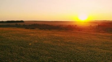 Gün batımında ayçiçeği ile sahada bir drone ile hava fotoğrafçılığı