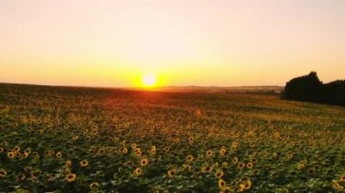Gün batımında ayçiçeği ile sahada bir drone ile hava fotoğrafçılığı