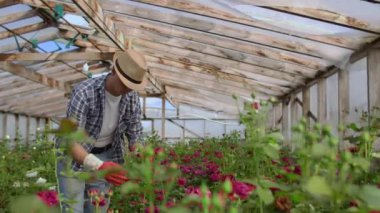 Bir erkek bahçıvan eldiven görünümlü ve onun küçük işletme için yetiştirilen gül kontrol ile bir sera ile yürüyor. Çiçekçi bir sera üzerinde yürür ve elleriyle çiçekler dokunur.