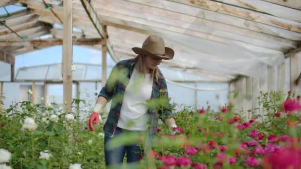 Una giardiniera sta camminando in una serra guantata guardando e controllando le rose coltivate per la sua piccola impresa. Fiorista ragazza cammina su una serra e tocca i fiori con le mani . — Video Stock