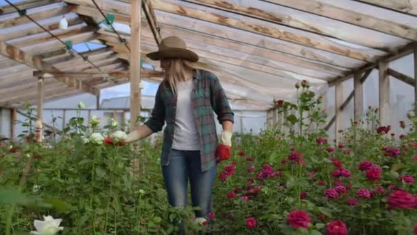 女性の庭師は、彼女の小さなビジネスのために成長したバラを見て、制御手袋の温室で歩いています。花屋の女の子は温室を歩き、彼女の手で花に触れる. — ストック動画