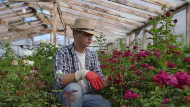 Un florista jardinero masculino se sienta en un invernadero y examina las rosas cultivadas para la venta — Vídeo de stock