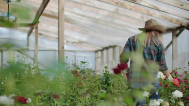 Pohled zpět mladá žena farmářka kráčí ve skleníku květin a zkoumá růže, květinářství. — Stock video