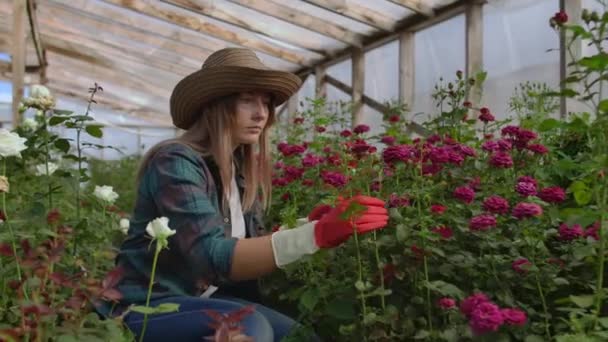 Kwiaciarnia dziewczyna w kwiat cieplarnianych siedzi analizuje róże dotyka ręce uśmiechnięty. Mały kwiat biznesu. Ogrodnik kobieta pracuje w szklarni z kwiatami. — Wideo stockowe
