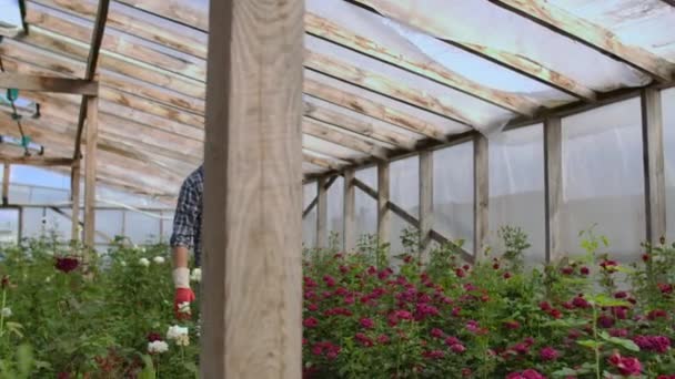 A male gardener is walking through a greenhouse with gloves looking and controlling the roses grown for his small business. Florist walks on a greenhouse and touches flowers with his hands. — Stock Video