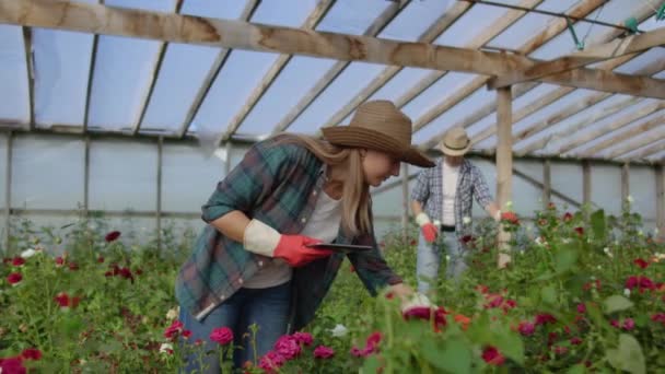 Zwei glückliche Bauern, die in einem Gewächshaus mit Blumen arbeiten und Tablet-Computer benutzen, um die Ernten für Käufer und Lieferanten von Blumen für Geschäfte, ein kleines Unternehmen und Kollegen zu überwachen und aufzuzeichnen — Stockvideo