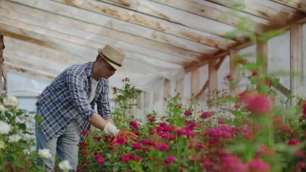 Un giardiniere maschio sta camminando attraverso una serra con i guanti che osservano e controllano le rose sviluppate per la sua piccola impresa. Fiorista cammina su una serra e tocca i fiori con le mani . — Video Stock