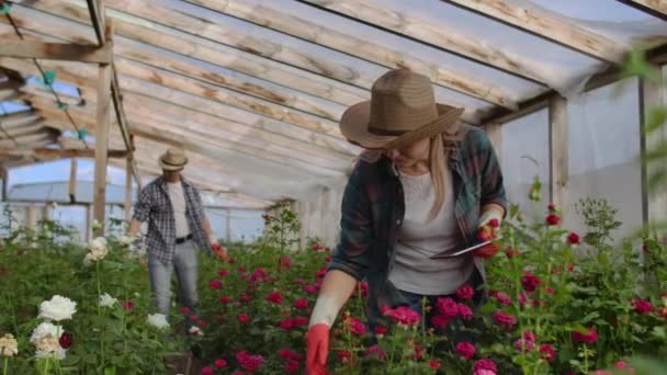 Two happy farmers working in a greenhouse with flowers using tablet computers to monitor and record crops for buyers and suppliers of flowers to shops, a small business, and colleagues working — Stock Video