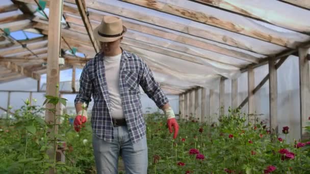 En manlig trädgårdsmästare går genom ett växthus med handskar som söker och kontrollerar de rosor som odlas för hans lilla företag. Florist går på ett växthus och berör blommor med händerna. — Stockvideo