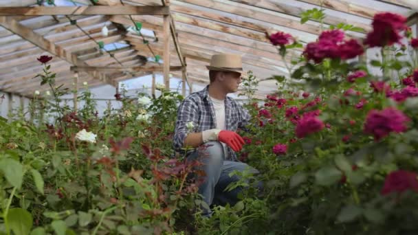 Un fiorista giardiniere maschio siede in una serra ed esamina le rose coltivate per la vendita — Video Stock