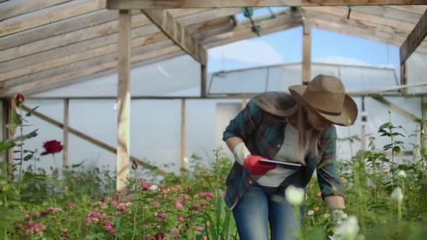 Belle fleuriste femme marche à travers la serre avec un ordinateur tablette vérifie les roses cultivées, garde une trace de la récolte et vérifier la fleur pour les clients d'affaires . — Video