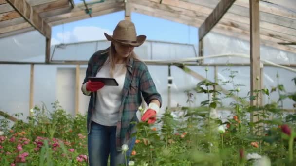 Hermosa florista mujer camina a través del invernadero con una tableta de computadora comprueba las rosas cultivadas, realiza un seguimiento de la cosecha y revisa la flor para los clientes de negocios . — Vídeos de Stock