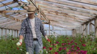 Serada yürüyen bir adam eldivenlerle gülleri inceliyor.