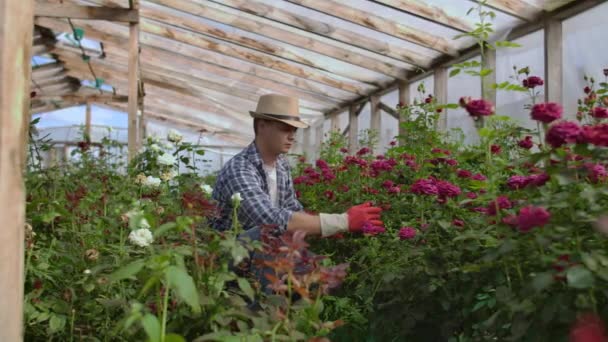 Jonge man winkelen voor decoratieve planten op een zonnige floristische kassen markt. Huis-en tuin concept — Stockvideo