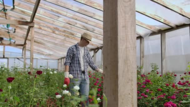 A man walks in a greenhouse examines roses in gloves — Stock Video