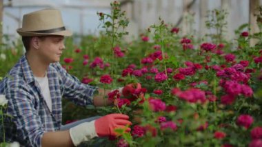 İçinde büyüyen güller olan sera, şapkalı bir erkek bahçıvanın çiçek tomurcuklarını ve taçyapraklarını inceler. Küçük bir çiçek yetiştirme iş.