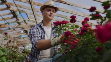 İçinde büyüyen güller olan sera, şapkalı bir erkek bahçıvanın çiçek tomurcuklarını ve taçyapraklarını inceler. Küçük bir çiçek yetiştirme iş.