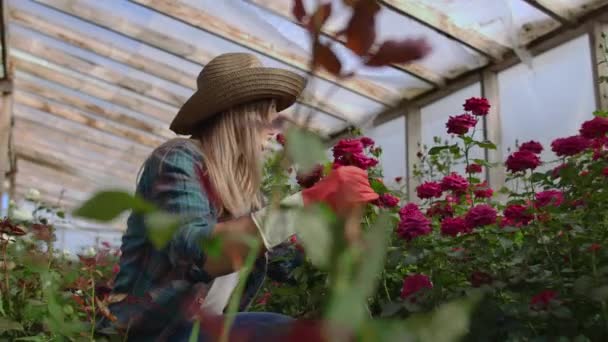 En ung kvinna florist tar hand om rosor i ett växthus, sitter i handskar, undersöka och röra blomknoppar med händerna. — Stockvideo