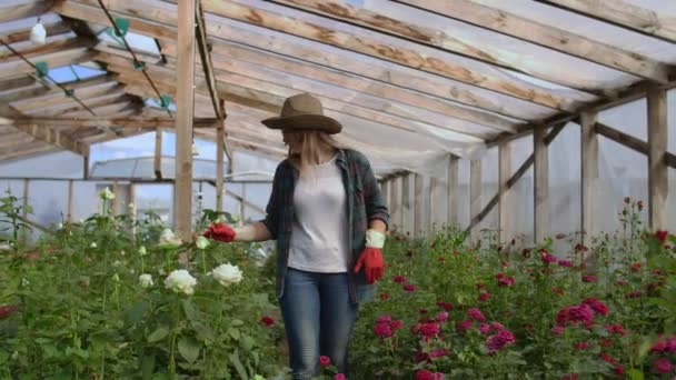 若い女性の花屋は、彼女の手で花の芽を調べ、触れる温室でバラの世話をする温室を歩きます — ストック動画