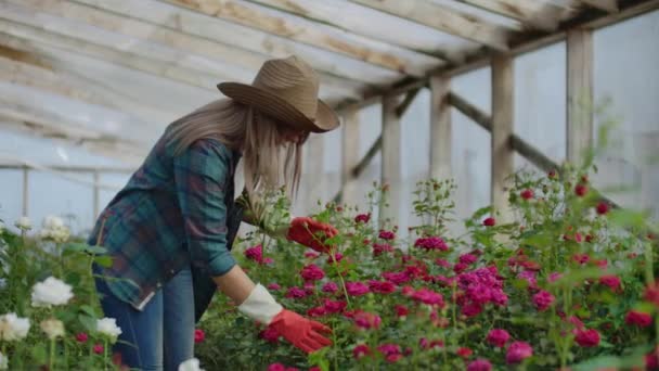 Gelukkige vrouw met bloemen in de kas. Mensen, tuinieren en beroep concept-gelukkige vrouw met bloemen in de kas. — Stockvideo